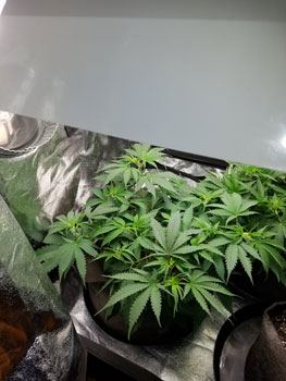 Strawberryaug21