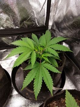 Strawberryaug4topped