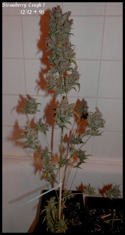 StrawberryCough1   95days   1