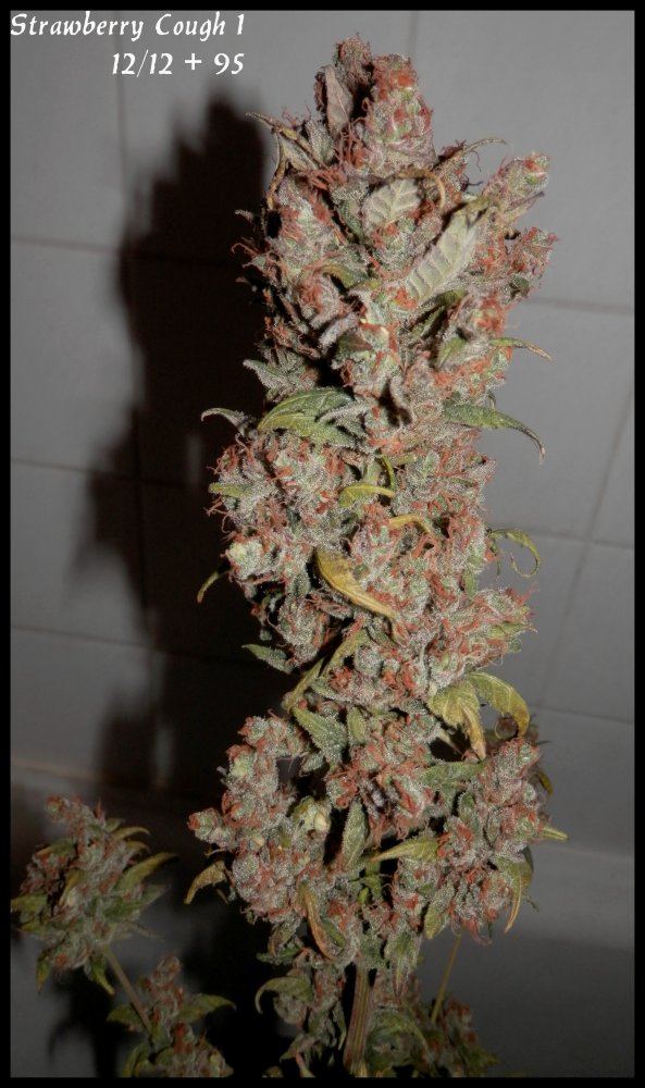 StrawberryCough1   95days   2