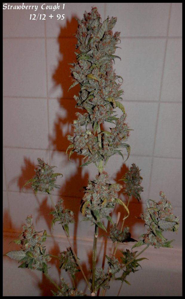 StrawberryCough1   95days   3