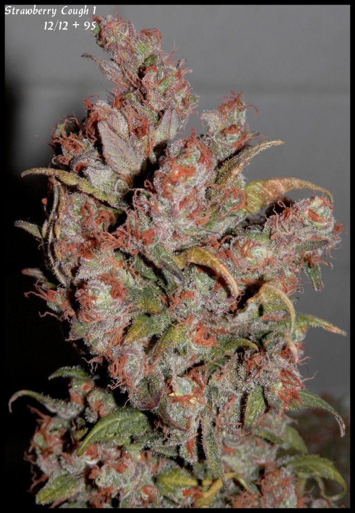 StrawberryCough1   95days   4