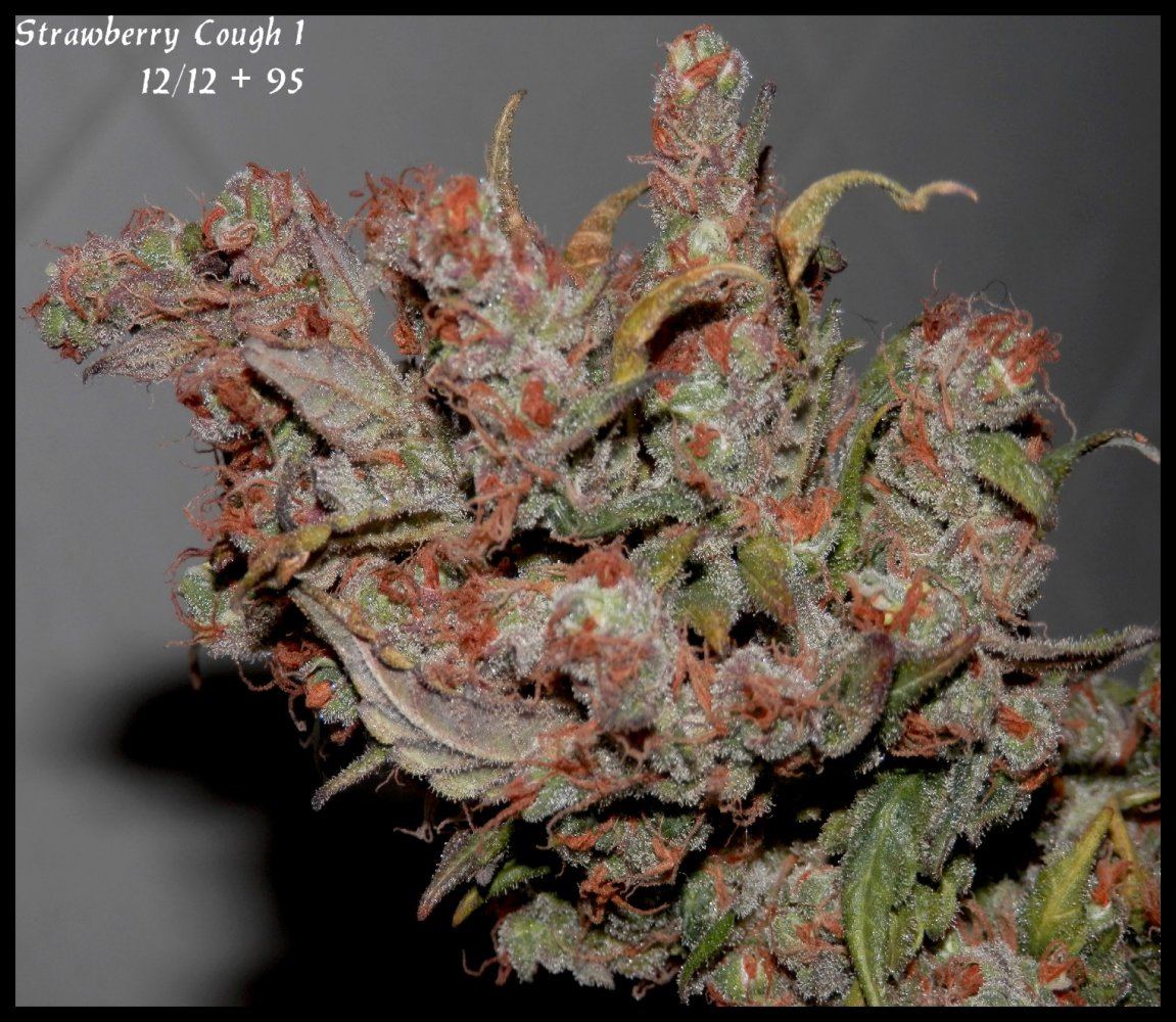 StrawberryCough1   95days   5