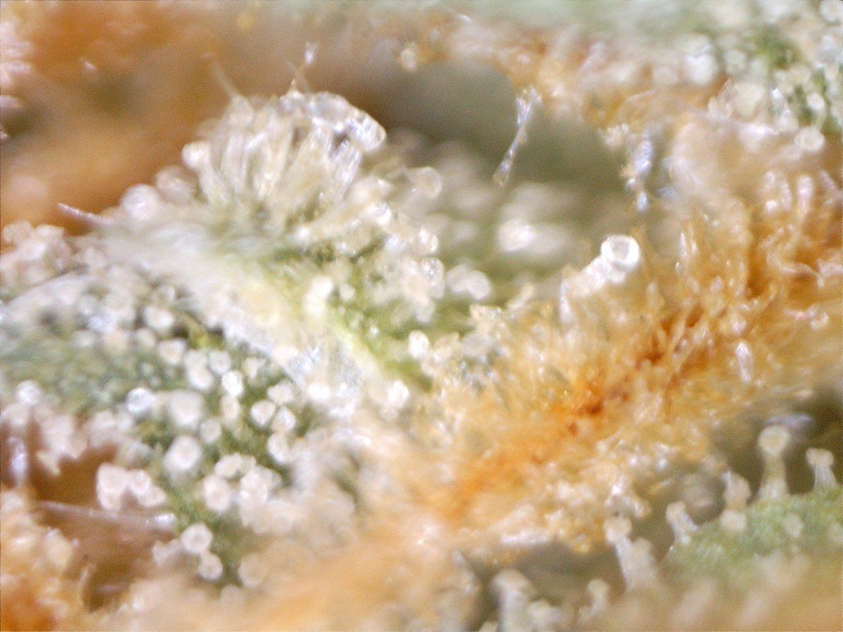 Strawberrydsl 100x