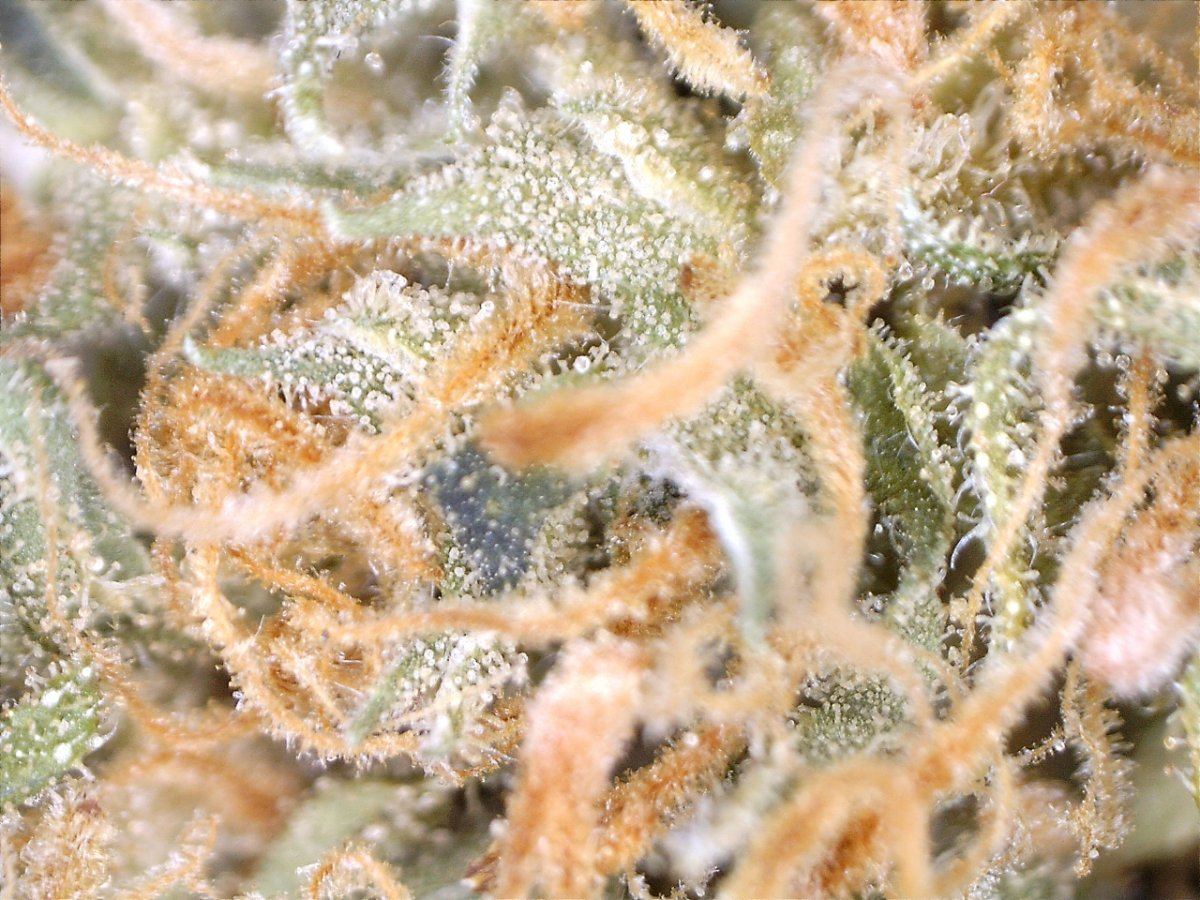 Strawberrydsl2 100x