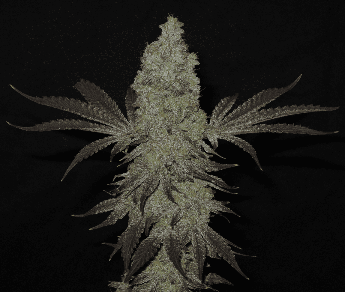StrawberryPopTartz cola1 1150w   Copy