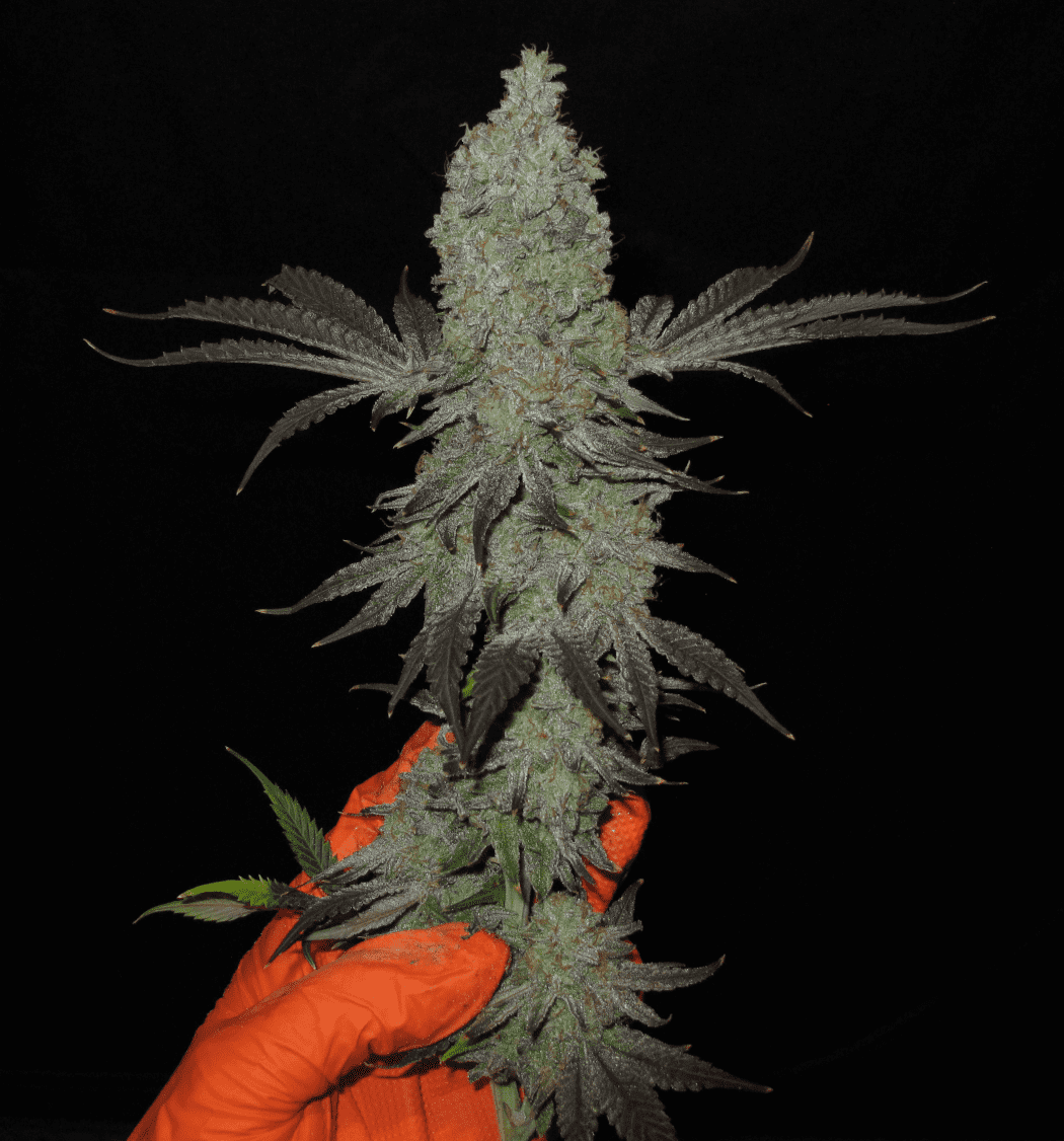 StrawberryPopTartz cola1 glove 1150w   Copy