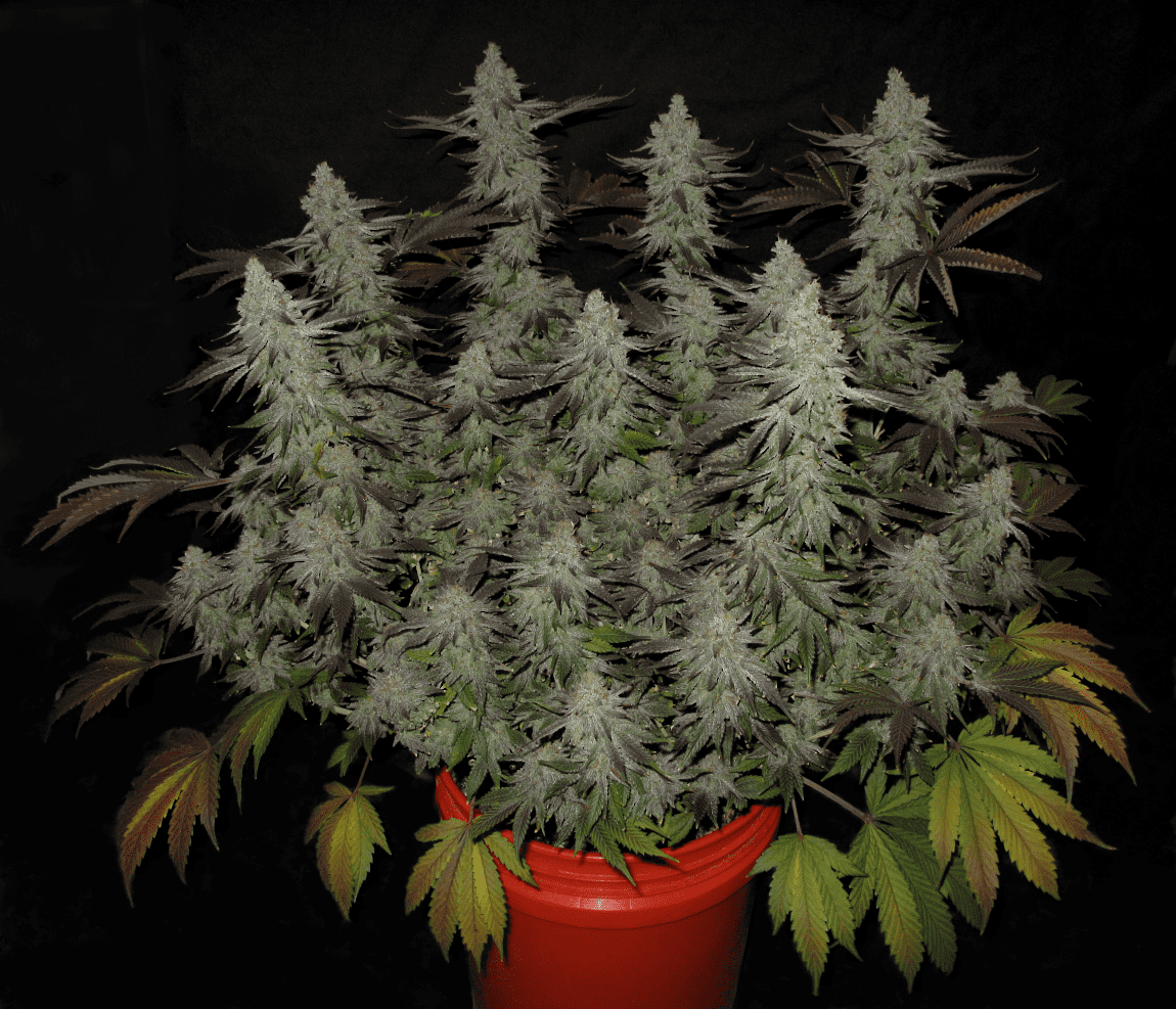 StrawberryPopTartz full 1150w   Copy