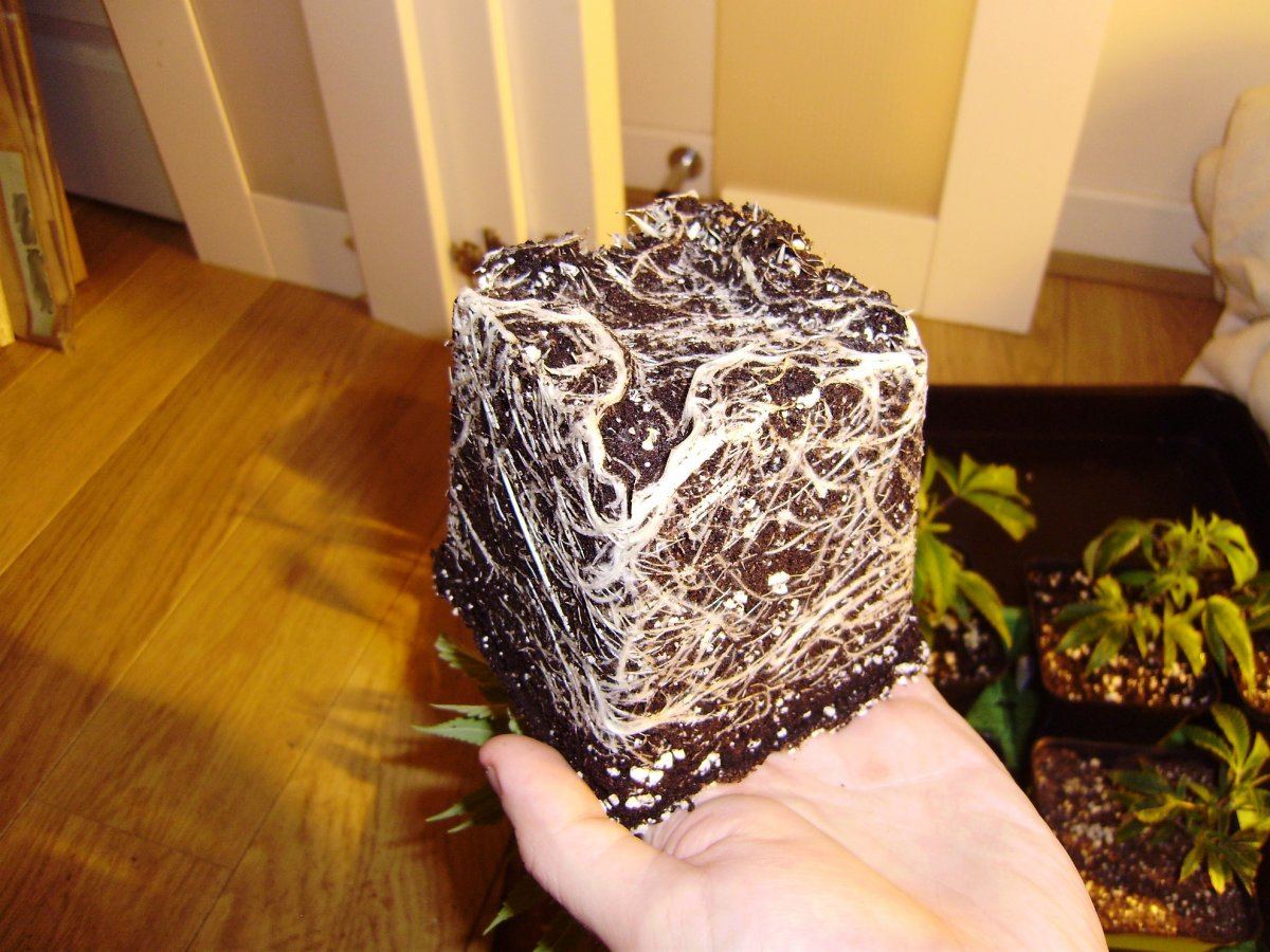 Strawberryroots1