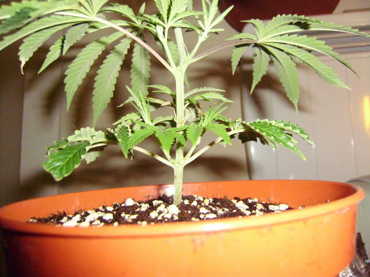 Strawberrytraining1