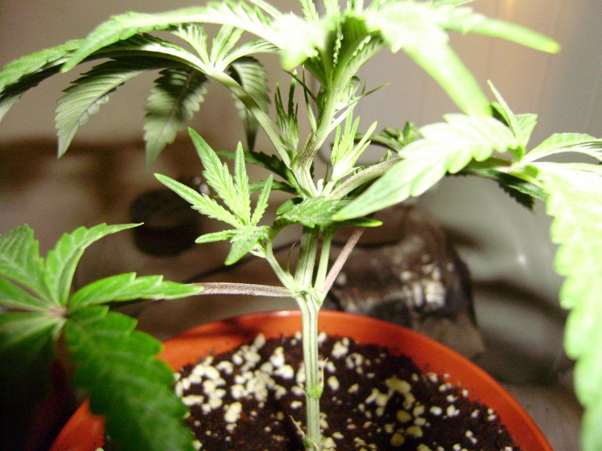 Strawberrytraining3