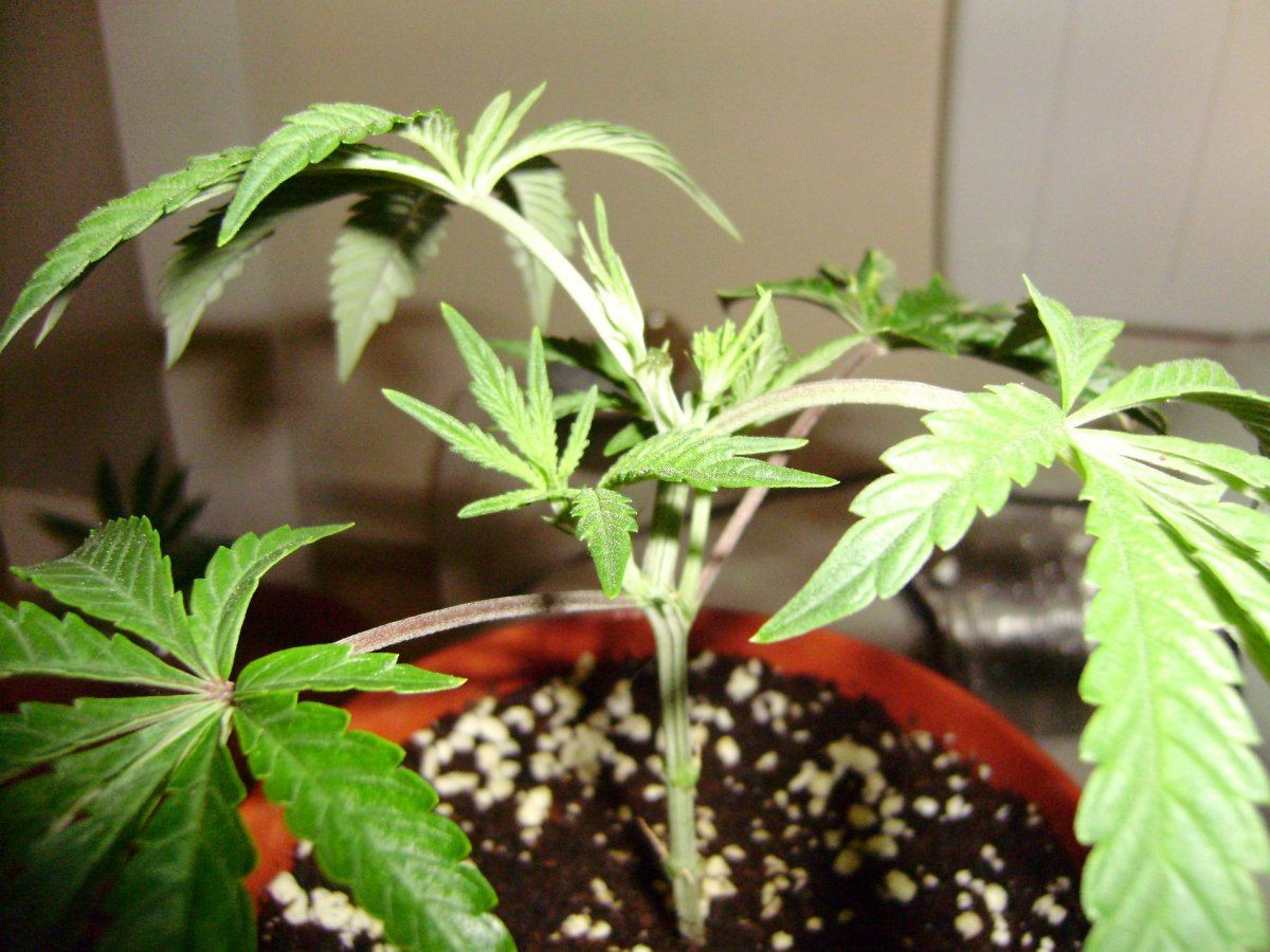 Strawberrytraining4