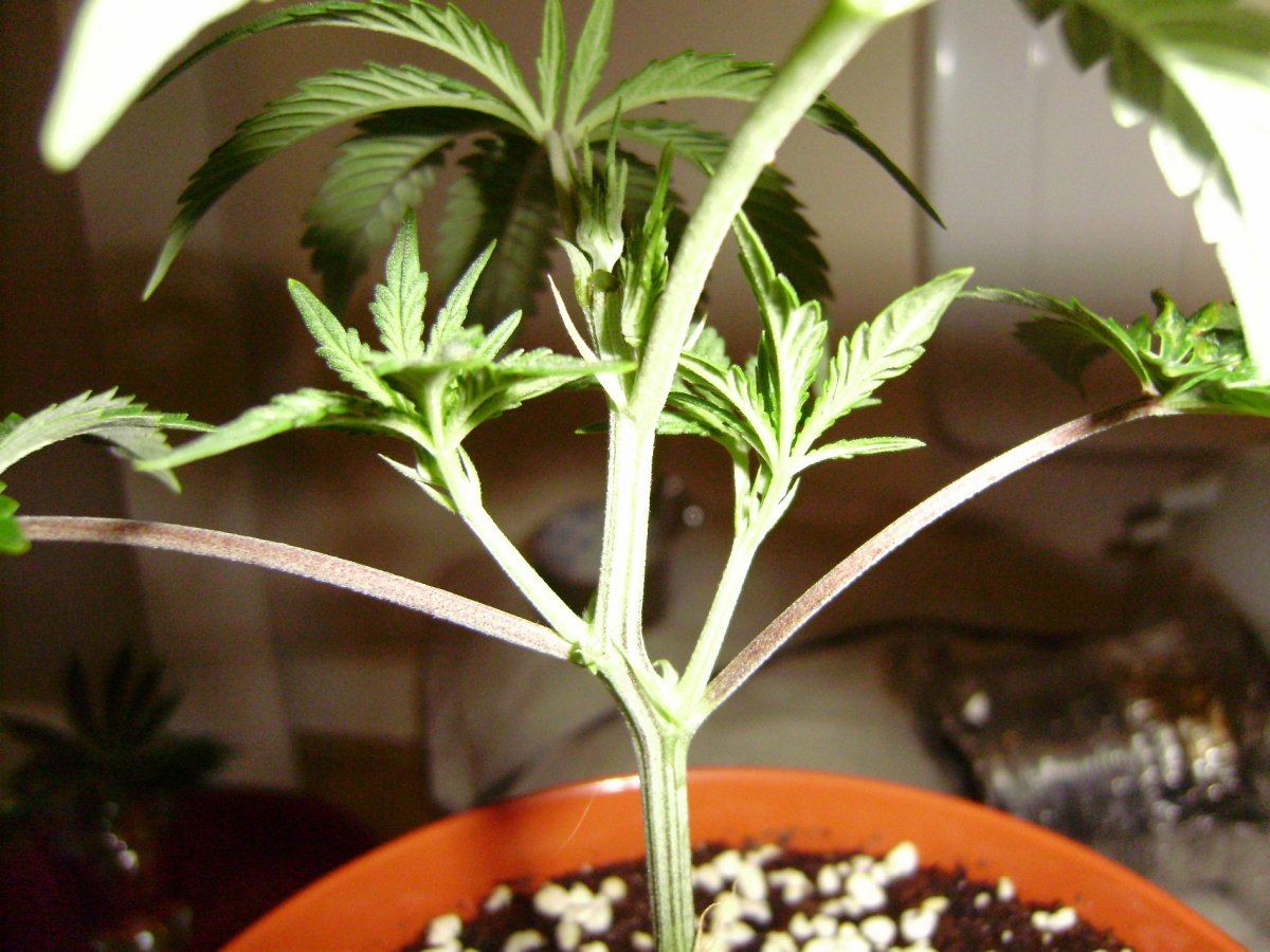 Strawberrytraining5