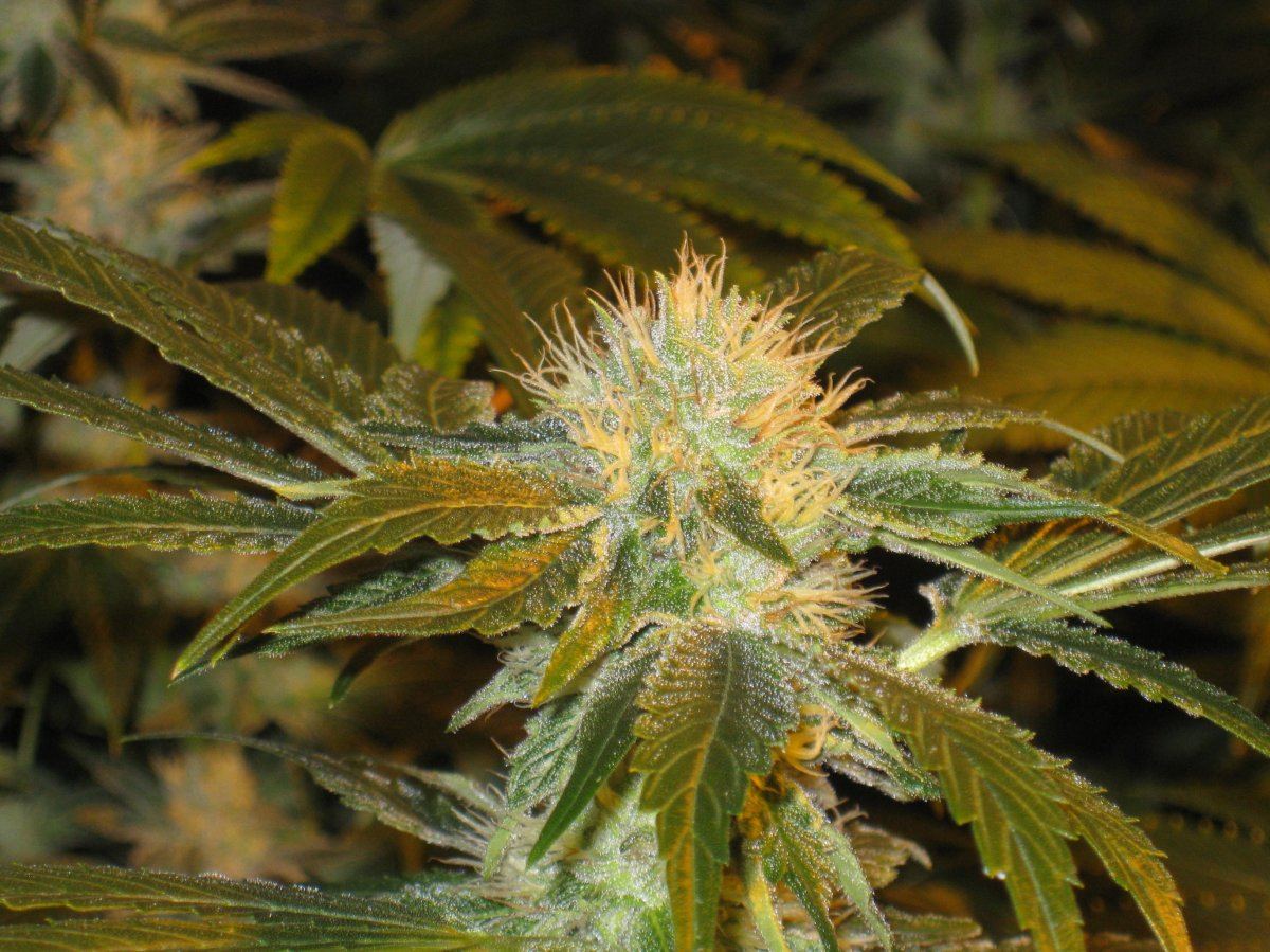 Strawbubba1