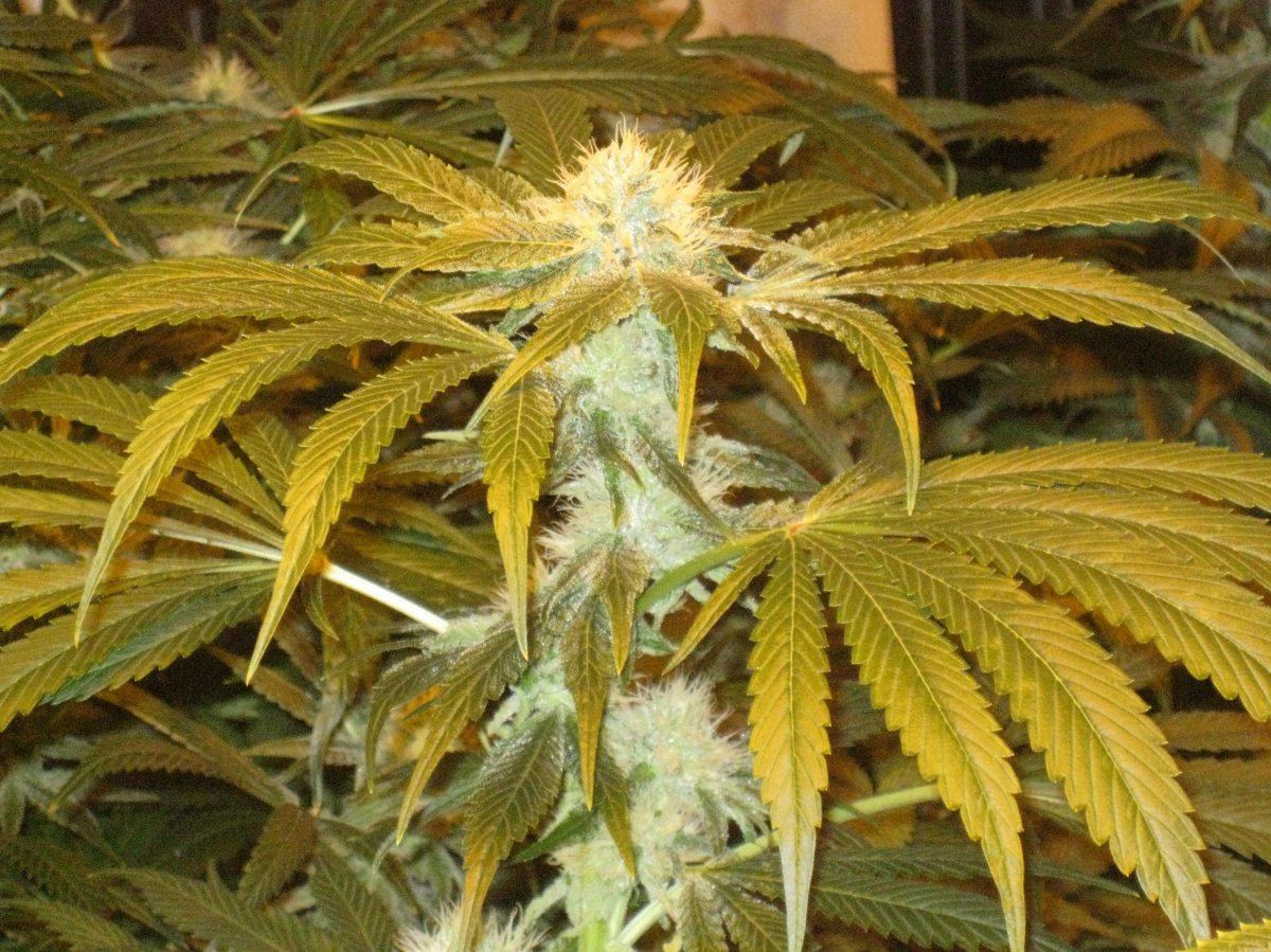 Strawbubba2