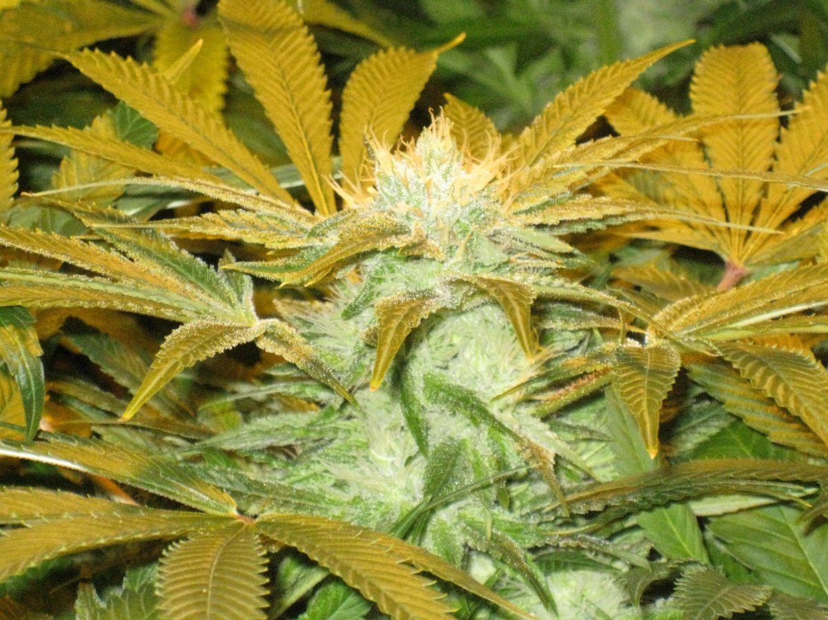 Strawbubba3