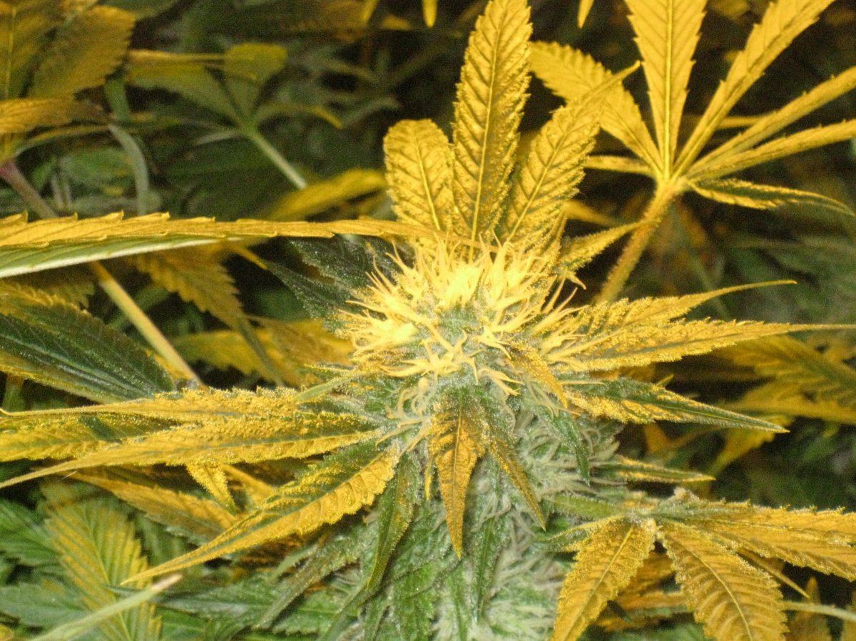 Strawbubba4