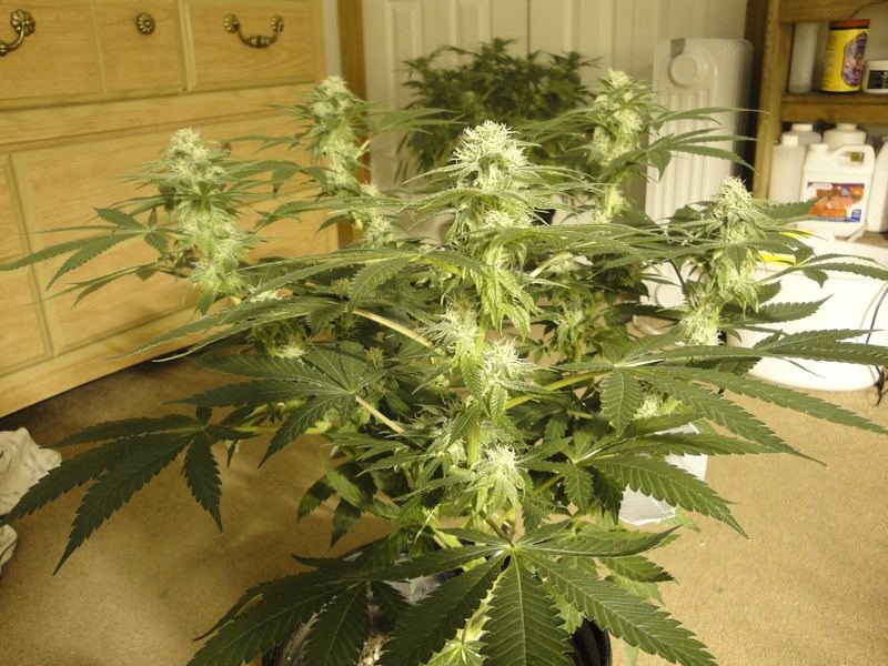 Strawdog 059