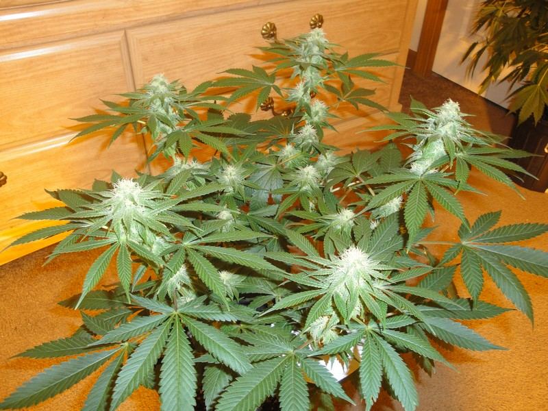 Strawdog 060