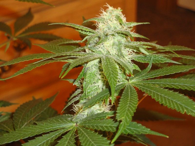 Strawdog 061