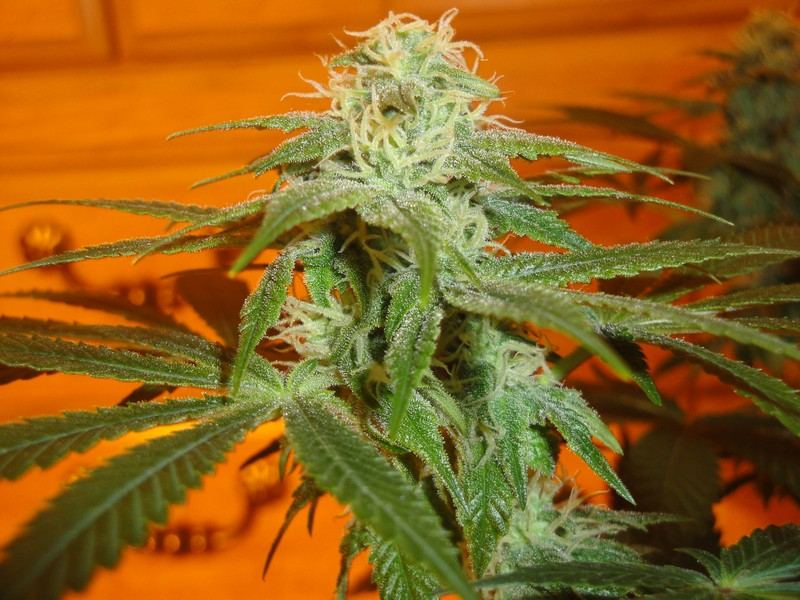 Strawdog 064