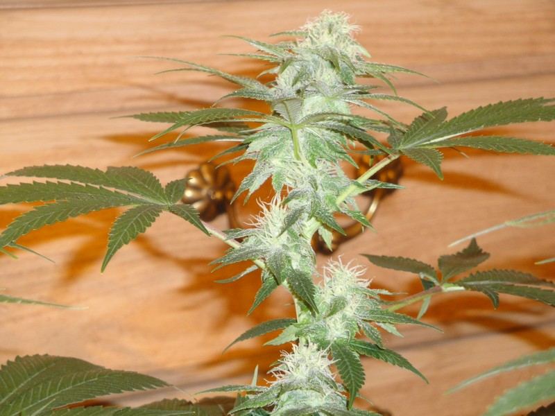 Strawdog 066