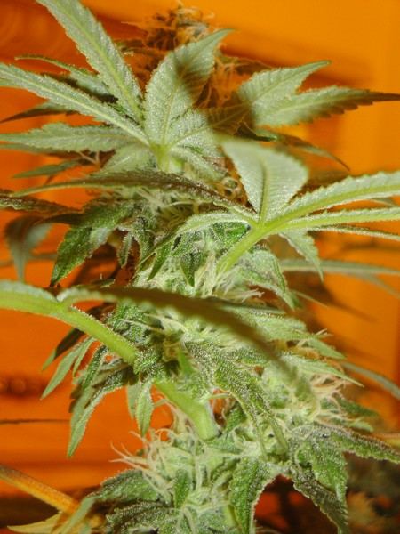 Strawdog 078