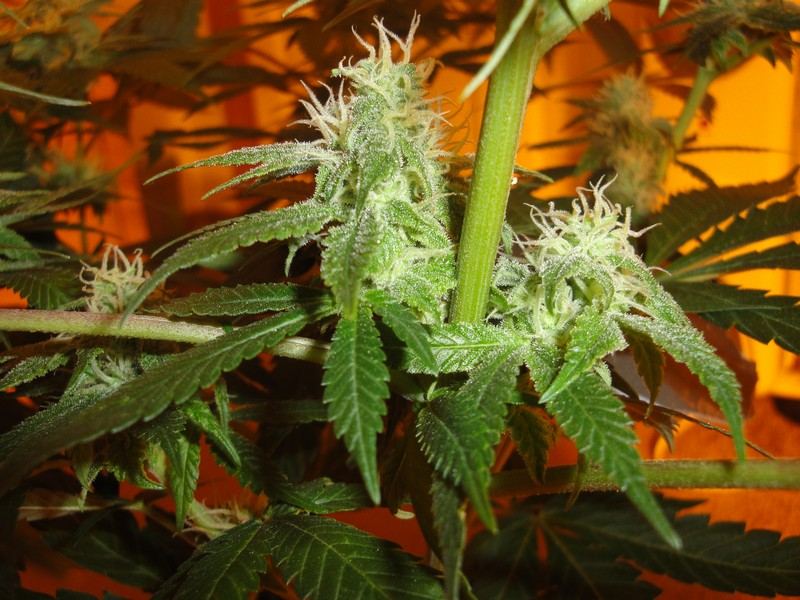 Strawdog 079