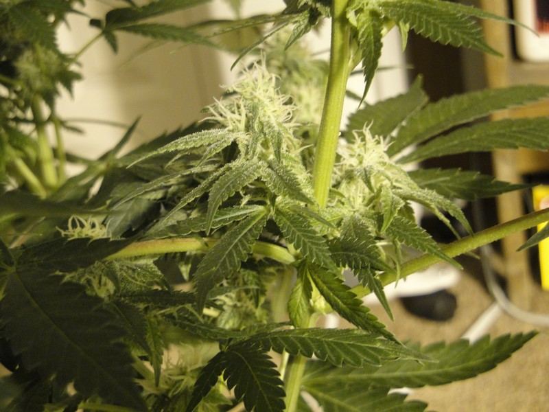 Strawdog 080