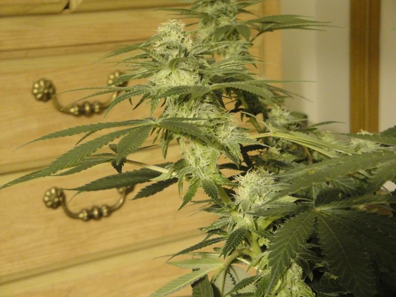 Strawdog 082
