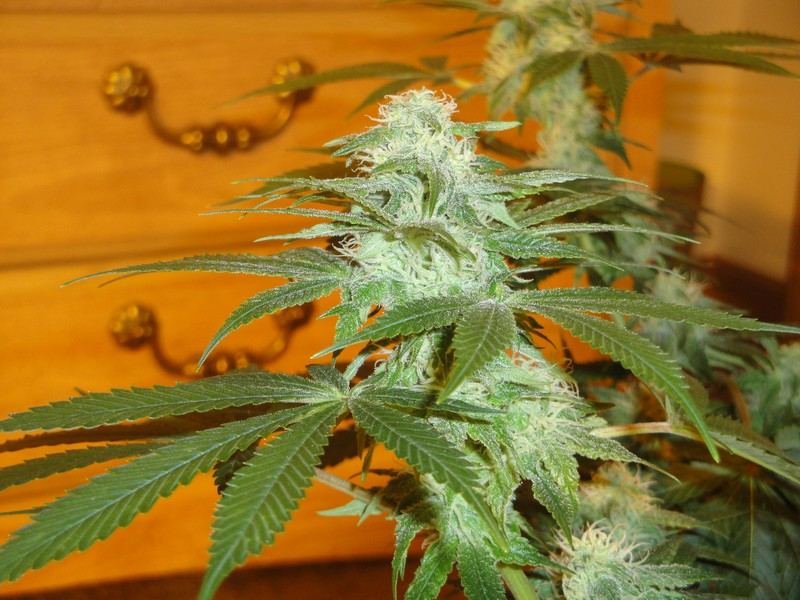 Strawdog 084