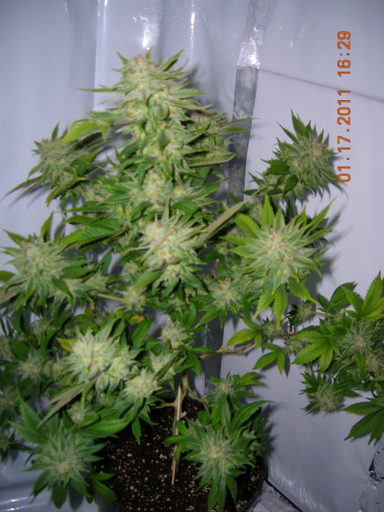 StrawDog 1 63 Days