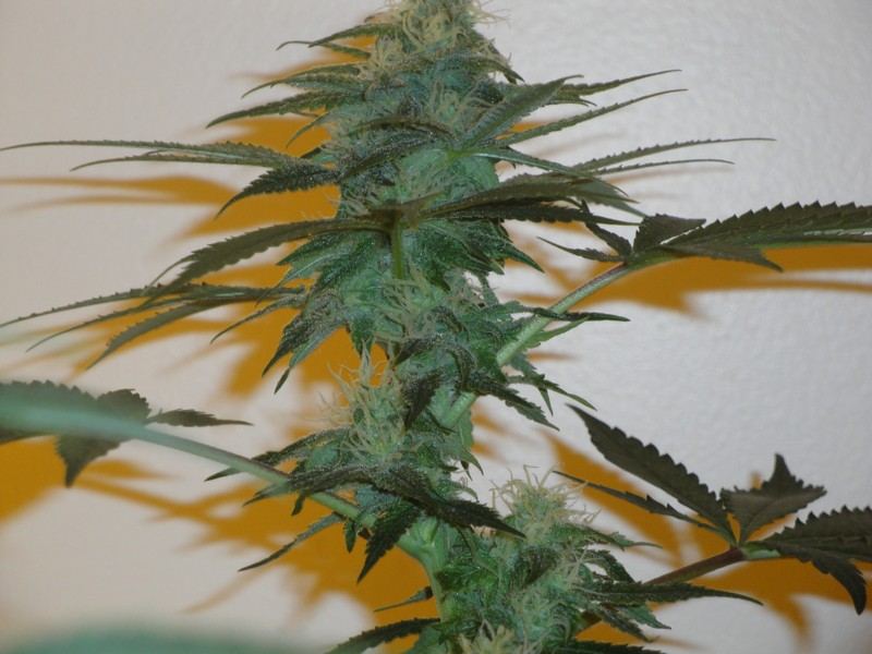 Strawdog 108