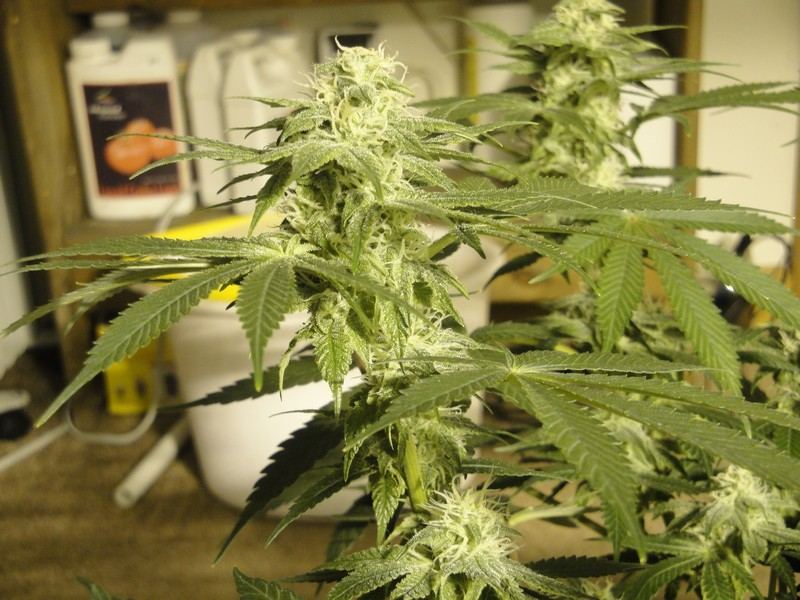 Strawdog 112