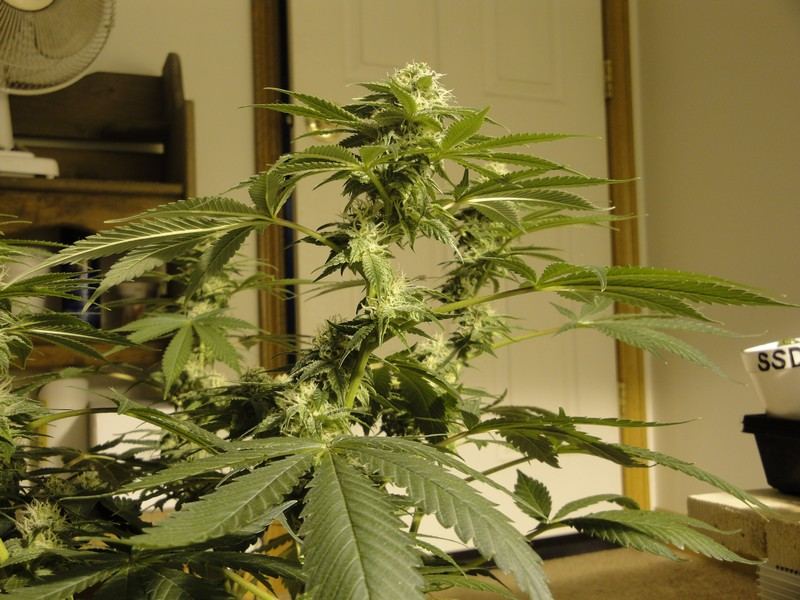 Strawdog 124