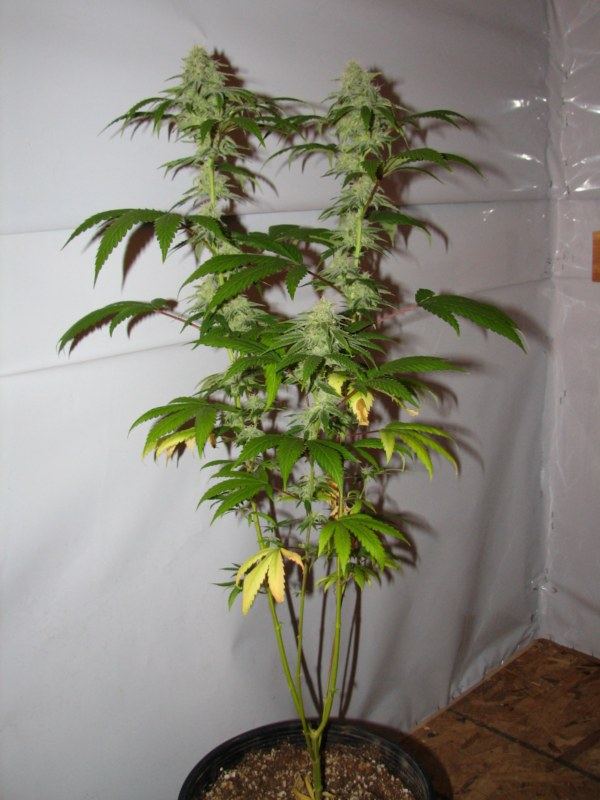 Strawdog2 plant7weeks 800x600