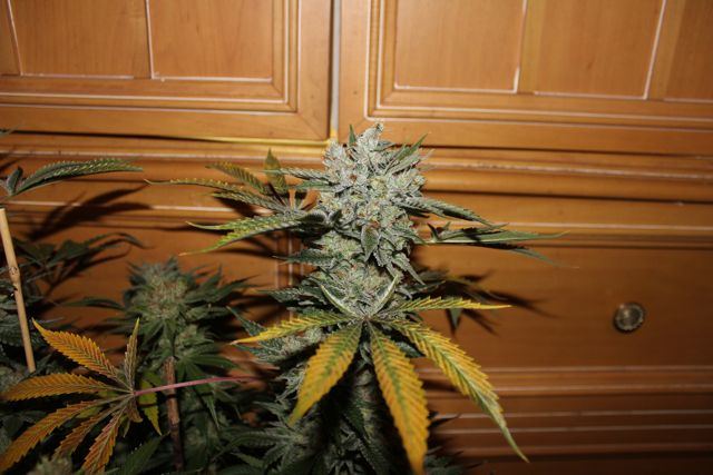 Strawfire68