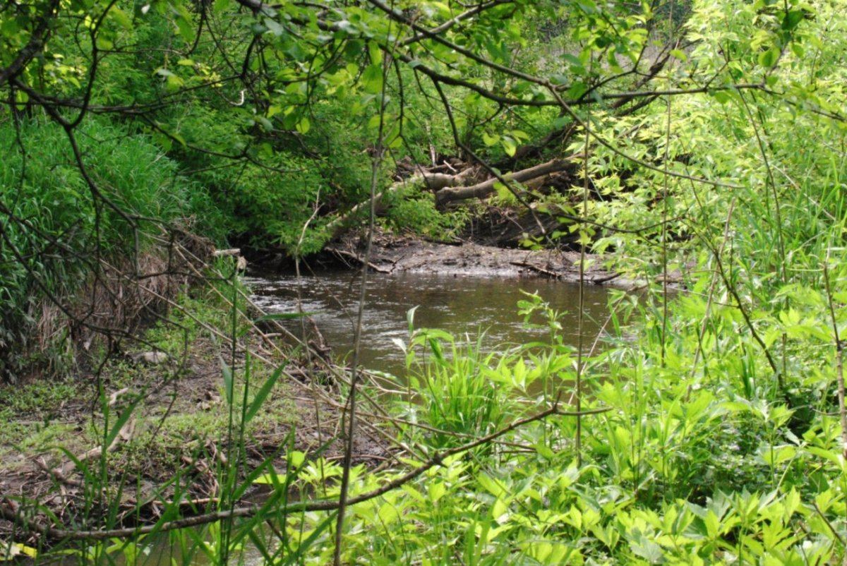 Stream 