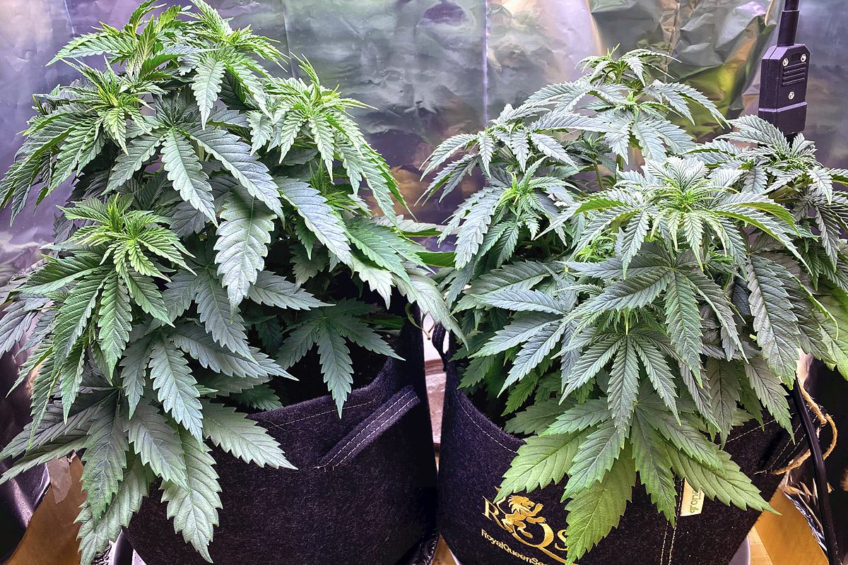 Stressed plant went into flowering 4