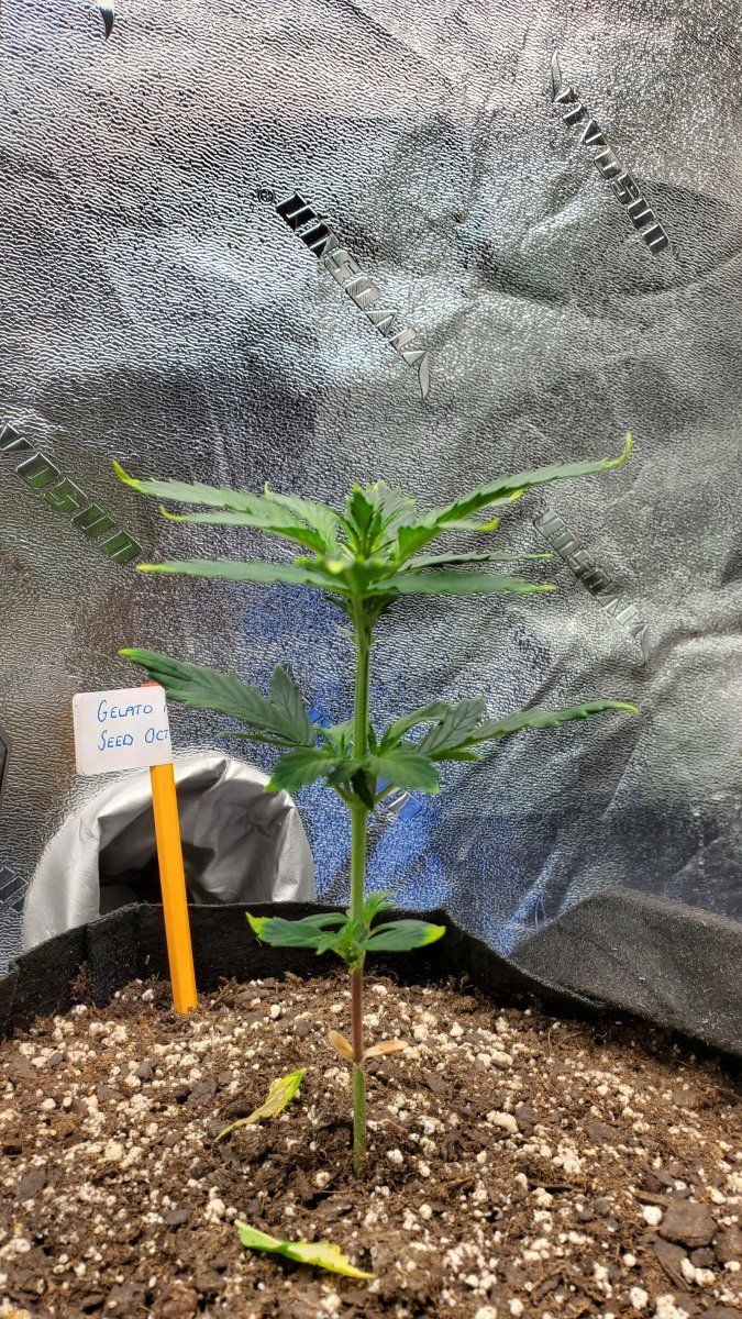 Stretching  yellow tips curling tips on 1 of 6 plants 7