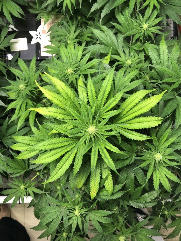 Struggling top of plants yellowing 2