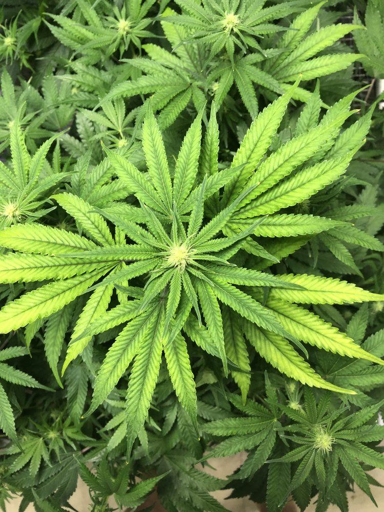 Struggling top of plants yellowing