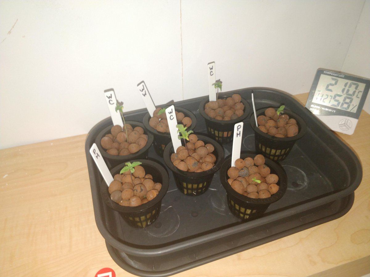 Struggling with seedlings 2