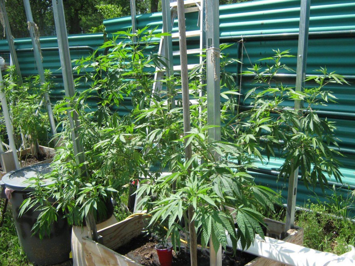 STtree4 30