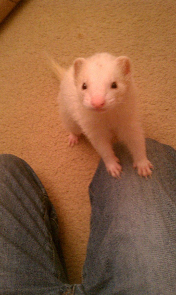 Stuart Little