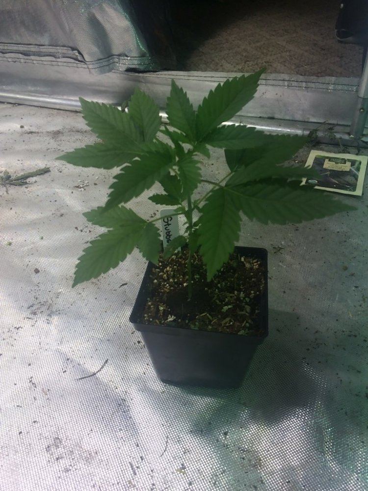 Stubbs x Kushdee