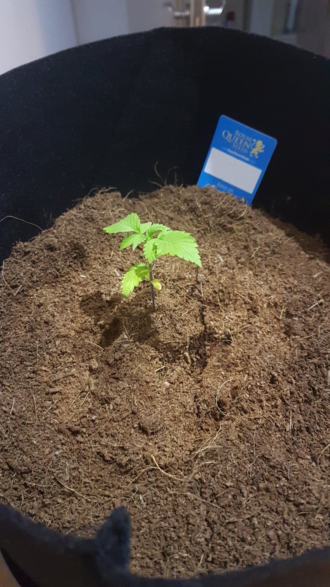 Stunted growth   4 plants