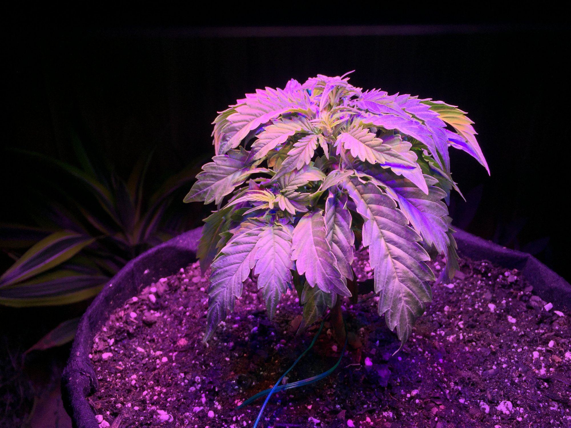 Stunted growth during veg harvest projections 3