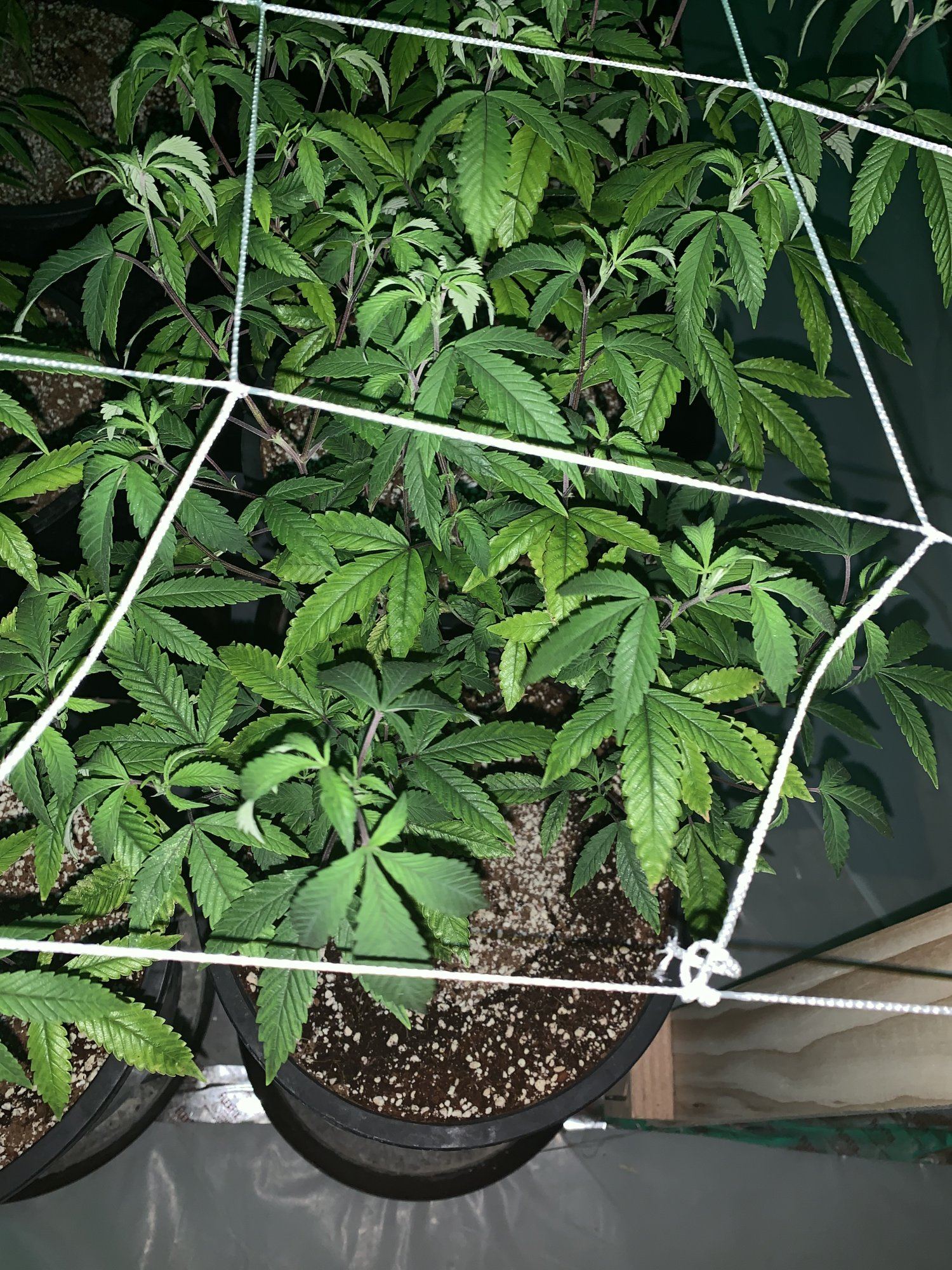 Stunted growth during veg how to fix