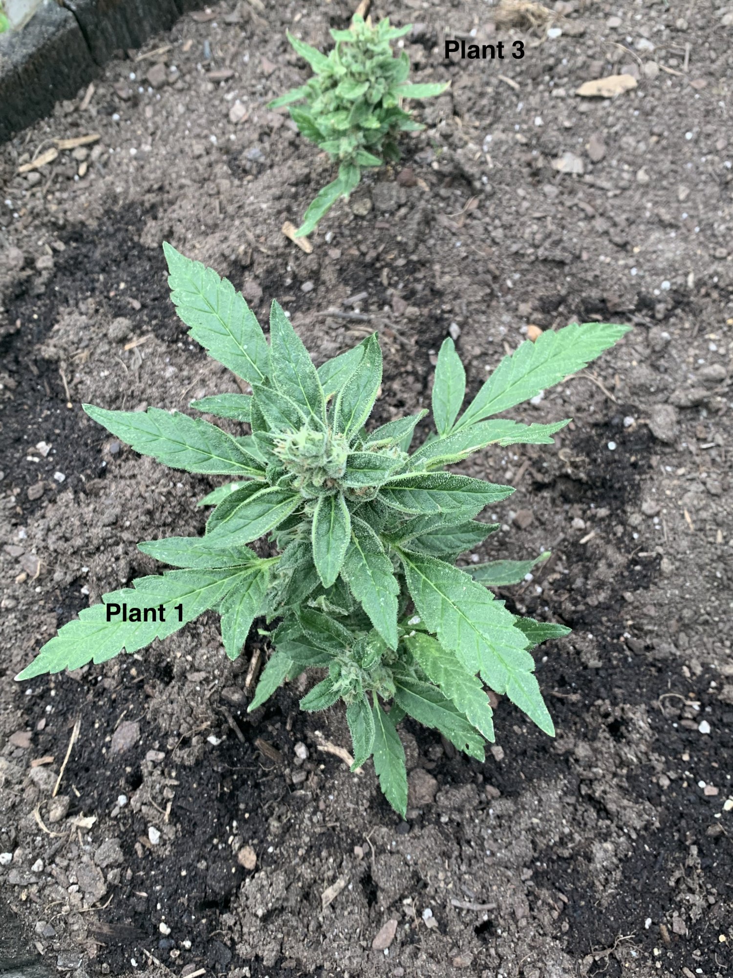 Stunted growth   yellowing of leaves outdoor natural grow 3